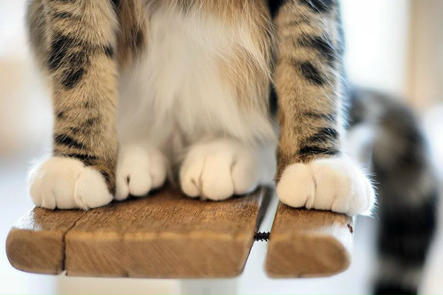 №115, Elena Aschepkova, Санкт-Петербург №115, Elena Aschepkova, Санкт-Петербург