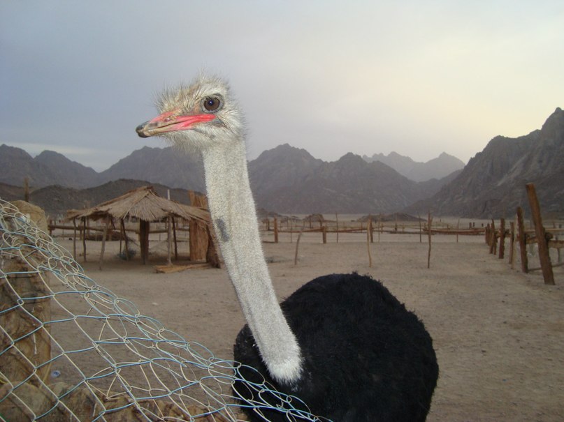 Тимур Габдрахманов | Уфа