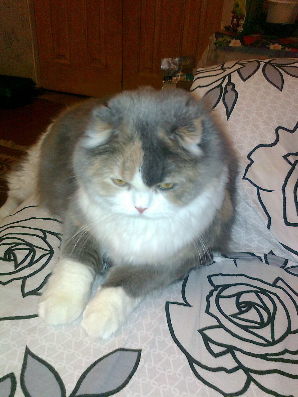 Наталія Залєвська | Киев