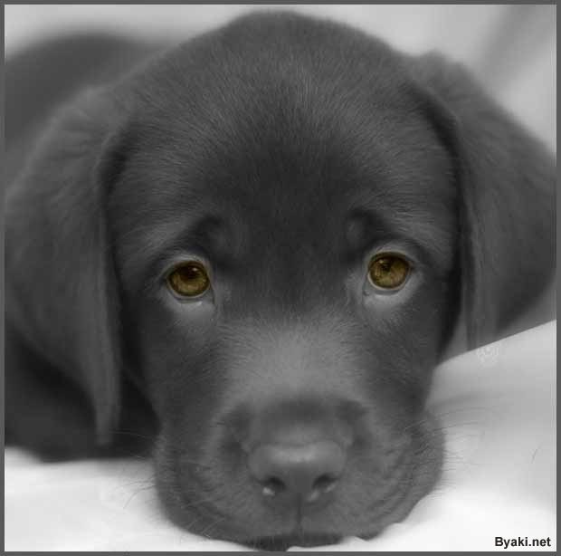 Галина Ковалишин | 