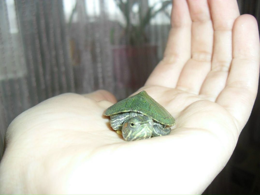 Мар'яна Гусєва | Тернополь