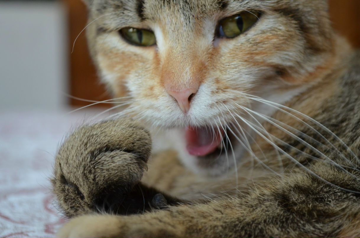 Карина Колесникова | Санкт-Петербург