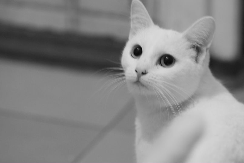 Ирина Сарамотина | 