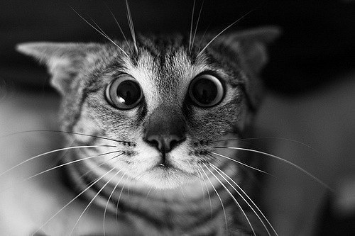 Виктория Иванова | Санкт-Петербург