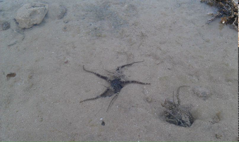 Максим Бороненко | Краснознаменск