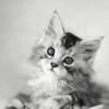 Аватар: Екатерина Абдельманова