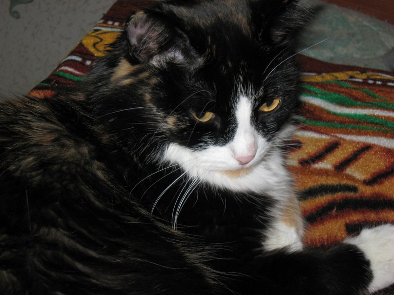 Андрей Певцов | Новосибирск