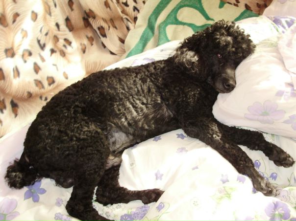 №64, Виолетта Гаврина, 52 года, Минск №64, Виолетта Гаврина, 52 года, Минск