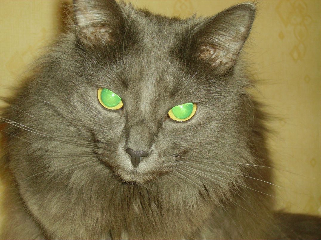 Мама Маляффкина | Фрязино