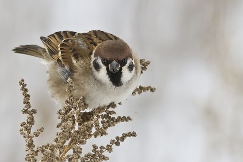 №9, Лера Милославская, Ереван №9, Лера Милославская, Ереван