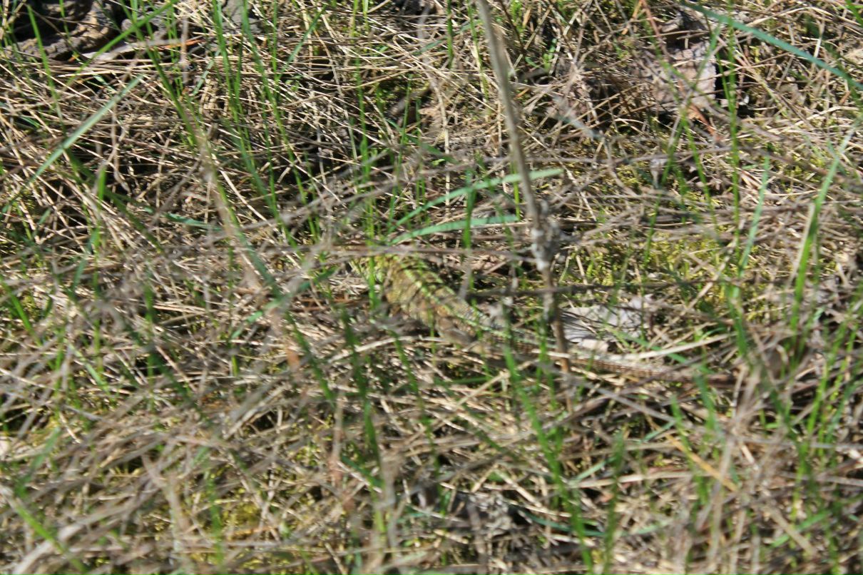 Владислав Краснобрыжий firevsk | Каменское / Днепродзержинск