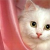 Аватар: Настя Романцова