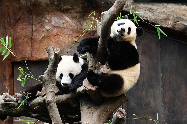 Мин Ян | Москва