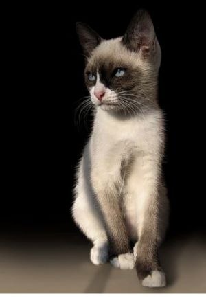 Kitty Yo | Москва