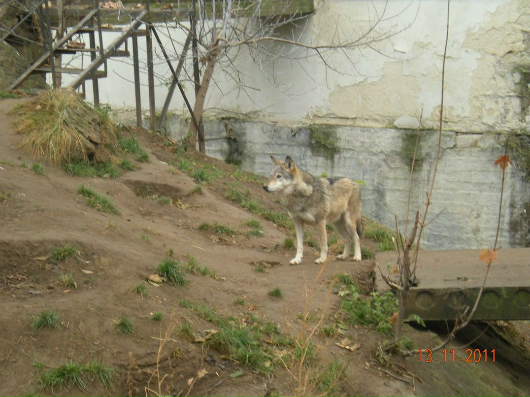 Игорь Шаповаленко | Глухов