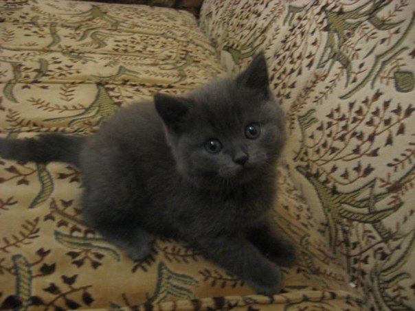 Виктория Ширшкова | Житомир