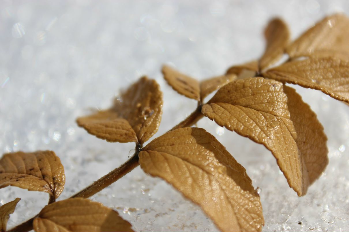 Роман Мезев | Новосибирск