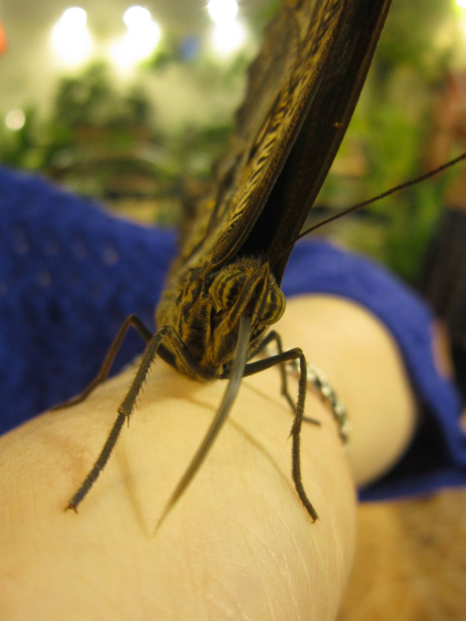 Юлия Тимофеева | Петергоф