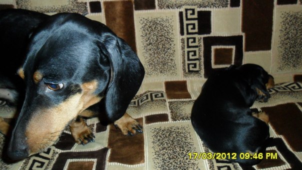 №183, Олеся Семакова, Северодвинск №183, Олеся Семакова, Северодвинск