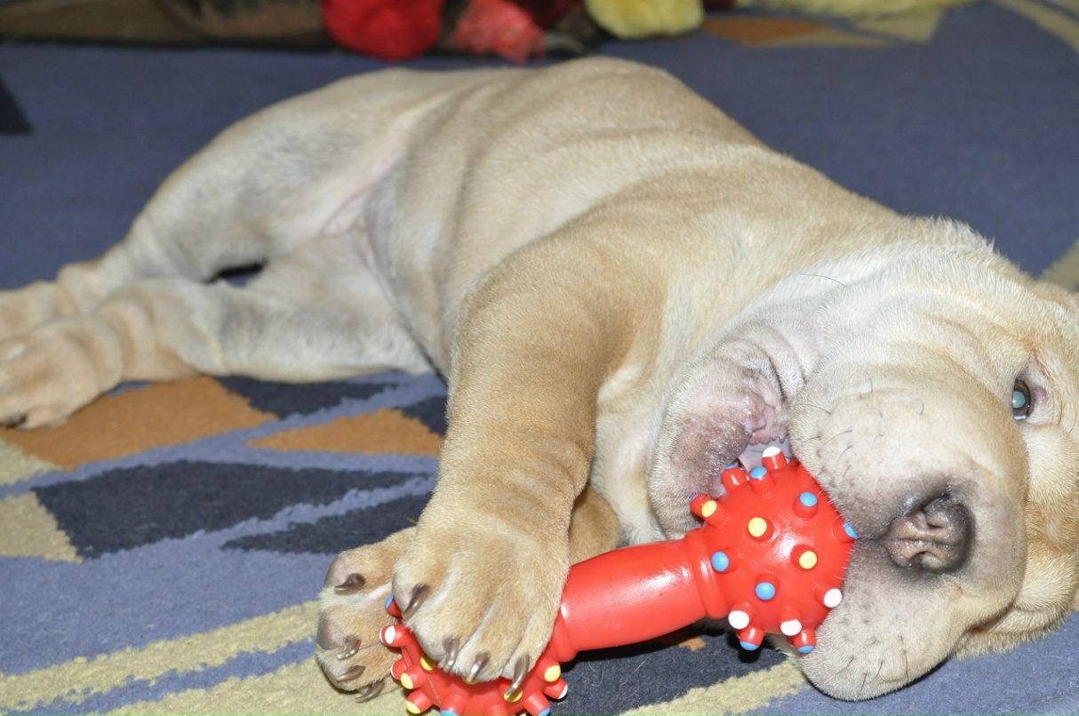 Анютка Николаенко | Киев