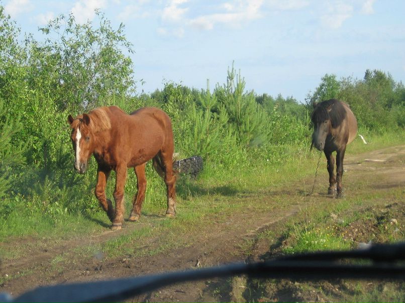 Цесник Сергей | Санкт-Петербург