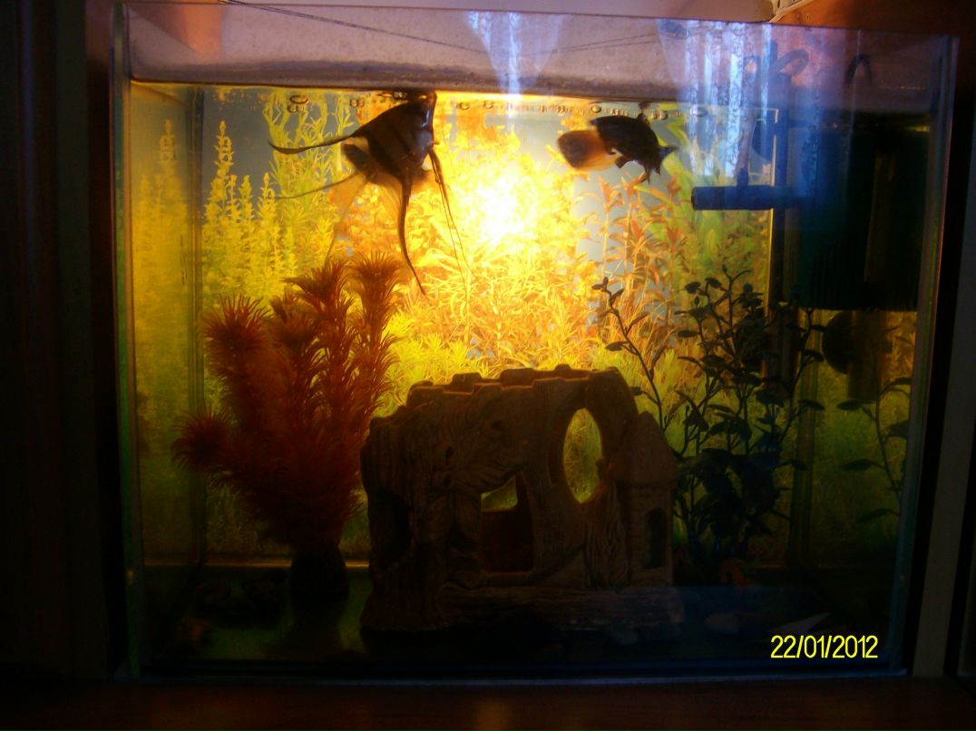 Елена Прасолова | 