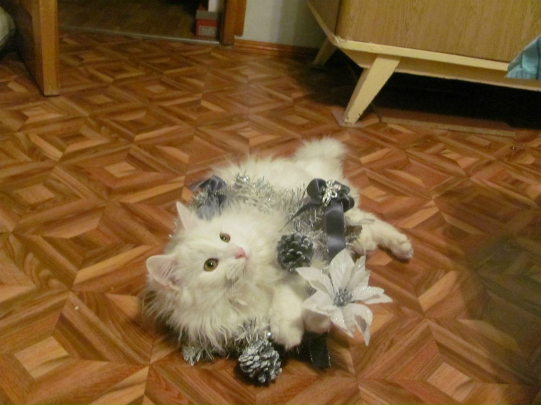 Наталья Смирнова | Ульяновск