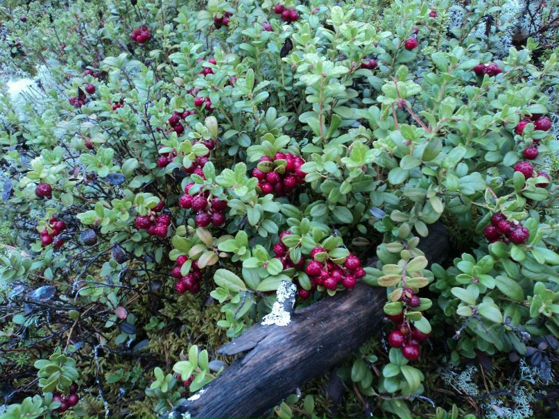 Сергей Власов | Архангельск