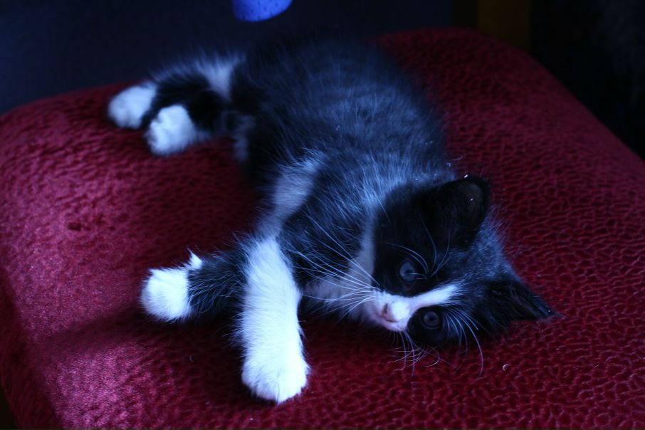 №80, Afro Supremesamurai, Okinawa №80, Afro Supremesamurai, Okinawa