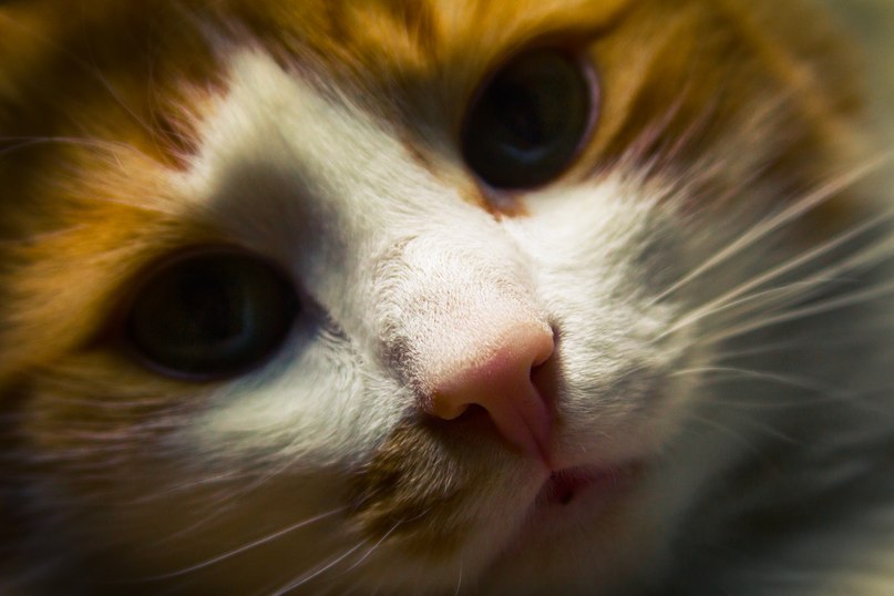 Люся Соболева = Кошка Мёбиуса = | Санкт-Петербург