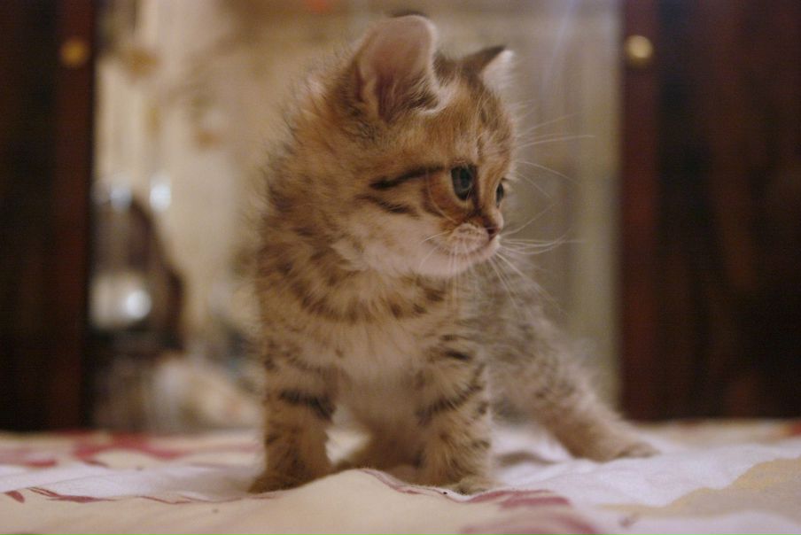 №15, Арианна Сущевская, 31 год №15, Арианна Сущевская, 31 год