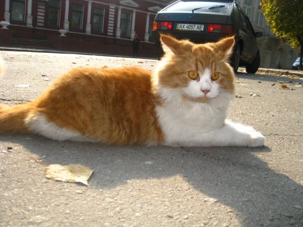 №52, Viktor Gnip, Днепр (Днепропетровск) №52, Viktor Gnip, Днепр (Днепропетровск)