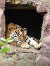№24 Тигрица Шакира 10.03.1993: профиль, фото, статус - ВКонтакте