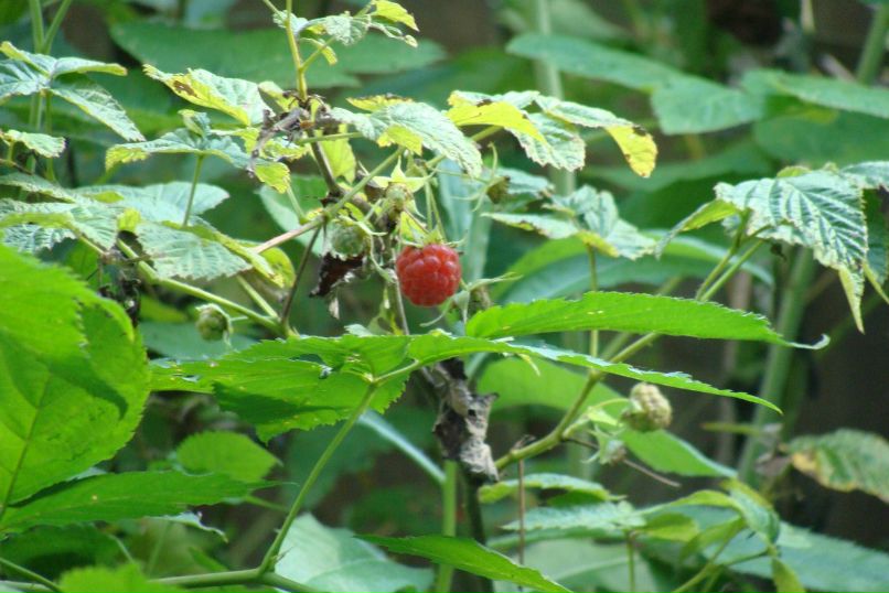 Наталья Меркулова | 
