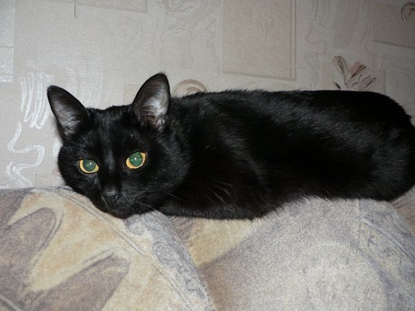 №11, Артем Грабовенко, 49 лет, Севастополь №11, Артем Грабовенко, 49 лет, Севастополь