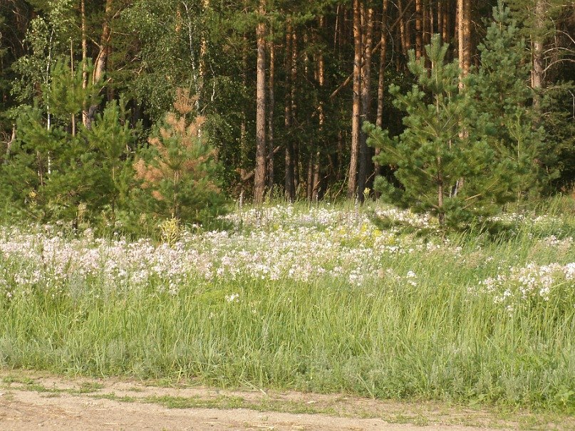 Дмитрий Фомин | Самара