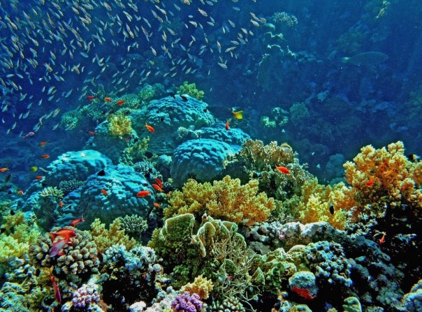 №126, Виктор Лемешев №126, Виктор Лемешев