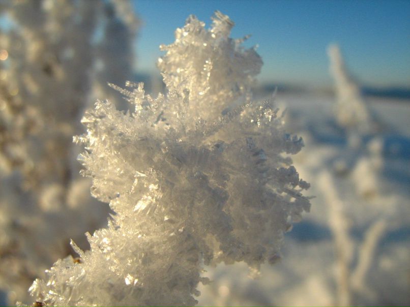 Иван Босниец | 