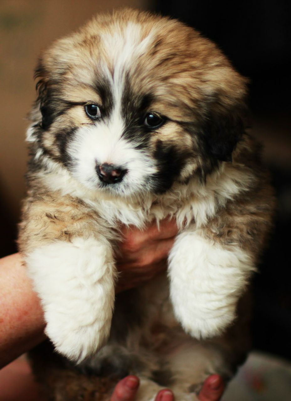 Олег Пособин | Москва