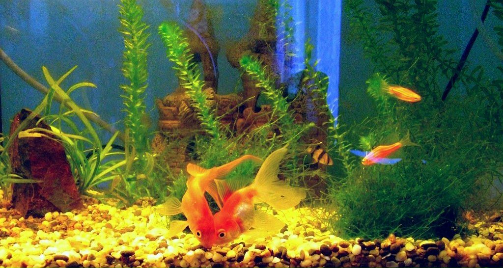 Владимир Гордiєнко LITTLE | Черкассы