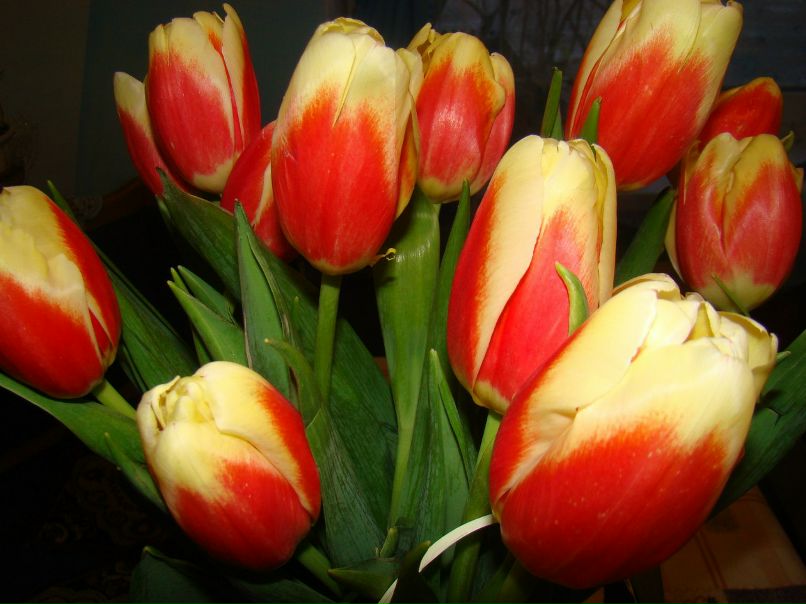 Володимир Олійник | 