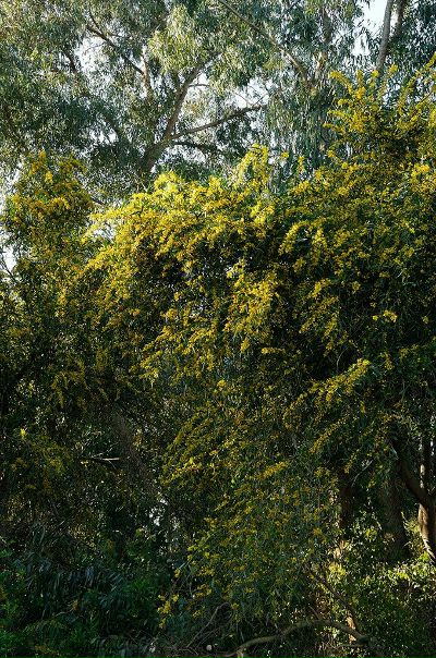 №13, Самуил Тисман №13, Самуил Тисман