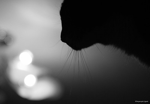 Оля Козьева | Курск