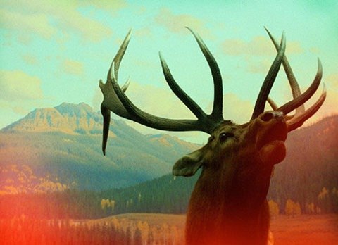 Катрин Елова | 