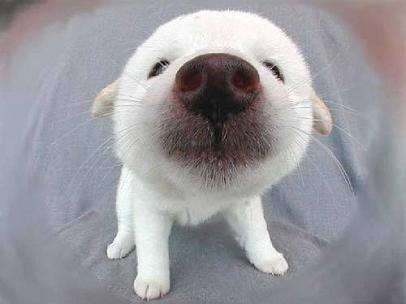 Fransua Deboor | Antalya