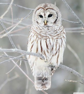 Ольга Румянцева ~† Фолканутый готик-металлист †~ | Калязин