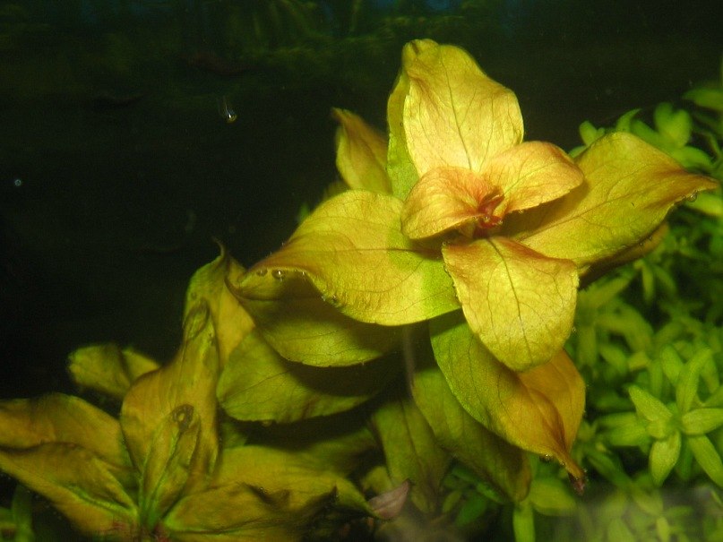 Зульфат Бабаев ℂ⋆ | Тюмень