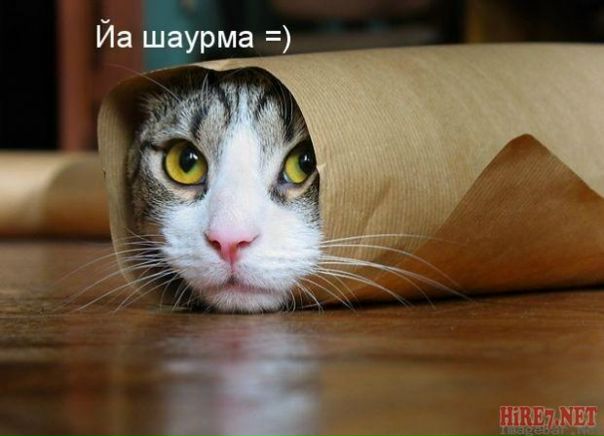 №8, Лёха Федотов, 37 лет, Санкт-Петербург №8, Лёха Федотов, 37 лет, Санкт-Петербург