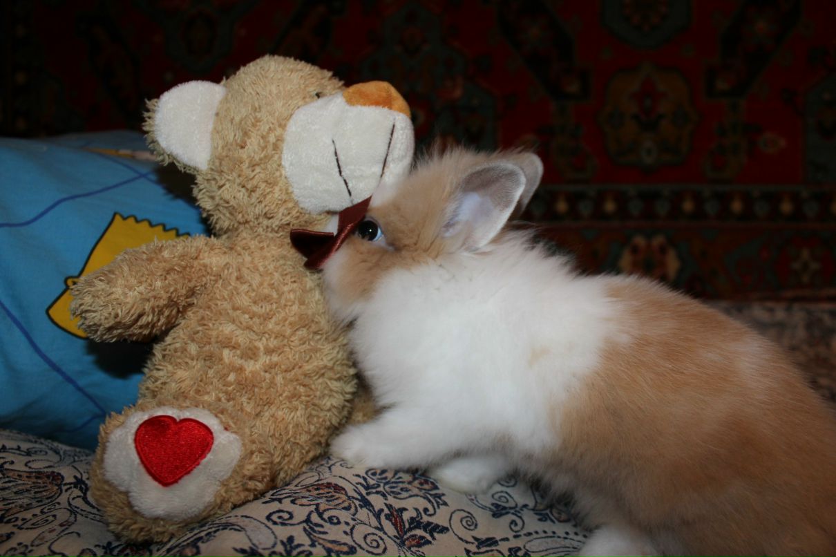 Світлана Чувілкіна | Оржица