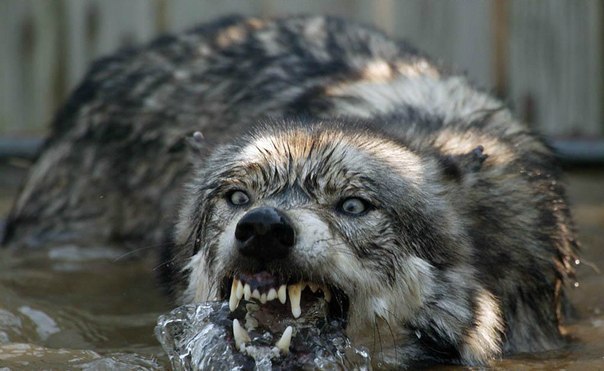 Іван Кривой | Степань